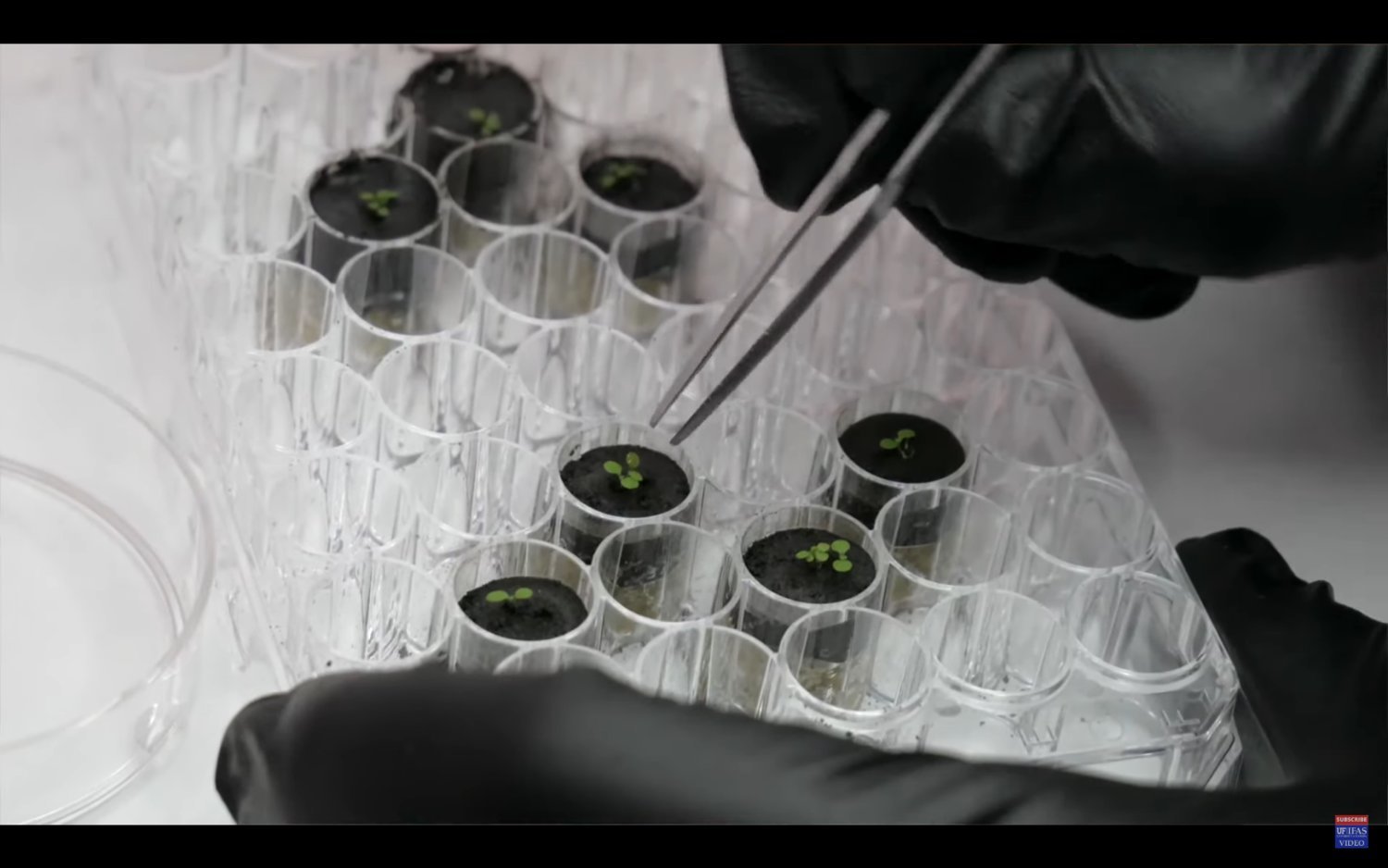 UF/IFAS' experiment growing plants in lunar soil