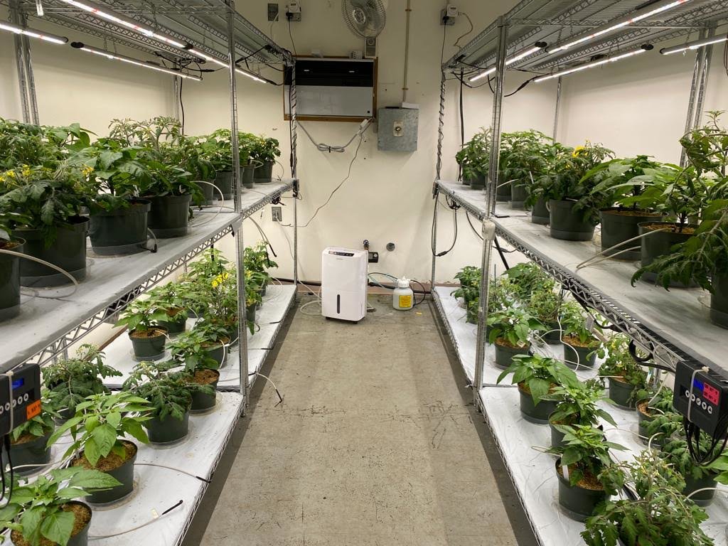 Mimicking indoor conditions, Celina Gómez, a UF/IFAS assistant professor of environmental horticulture, successfully grew several compact tomato cultivars. "That’s a win for those who like to grow fruits and vegetables in their homes," Gomez said.