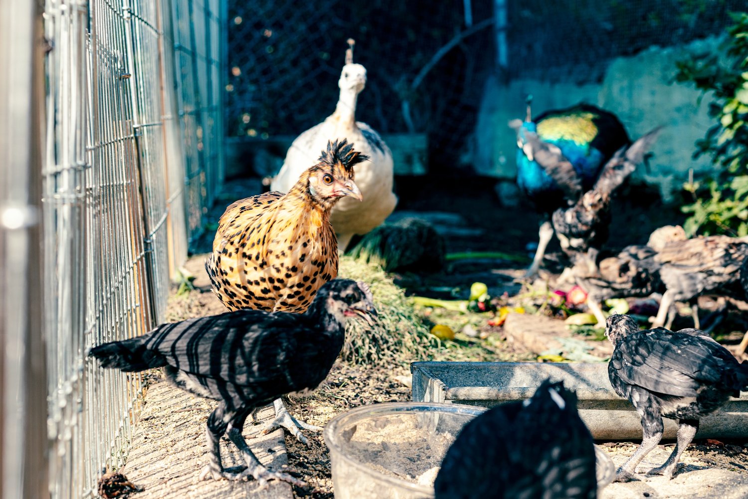 Yes, there's a backyard chicken class at UF/IFAS this summer.