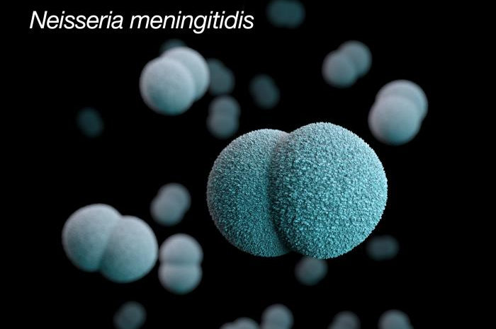 Meningococcal disease is caused by bacteria called Neisseria meningitidis.