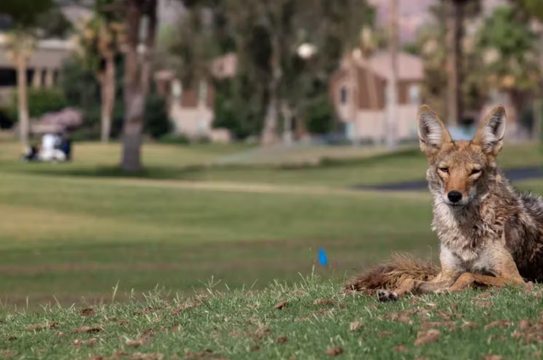 A coyote on a golf course in Scottsdale, Ariz., June 19, 2011.