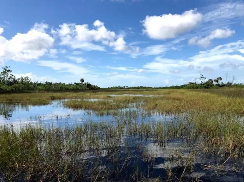 Salt marshes are coastal wetlands rich in marine life. They sometimes are called tidal marshes, because they occur in the zone between low and high tides.