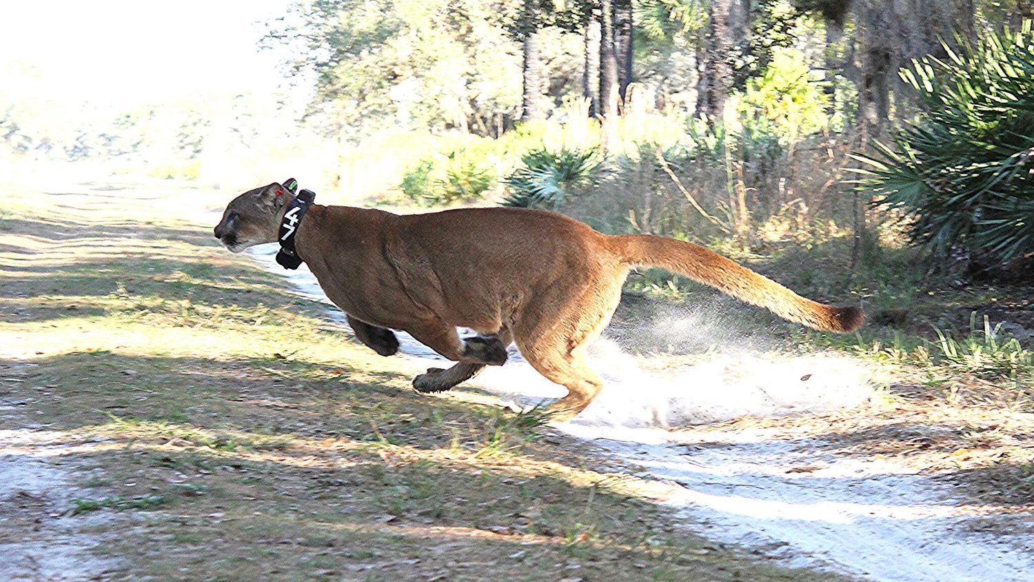 A Florida panther that had been hit by a car is released back into the wild with a collar attached to track it.