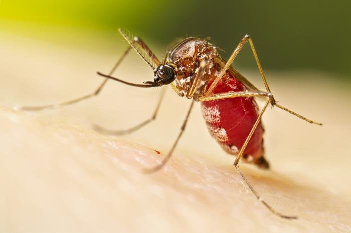 The female Aedes aegypti mosquito after taking her blood meal. Aedes aegypti is also known as the yellow fever mosquito.