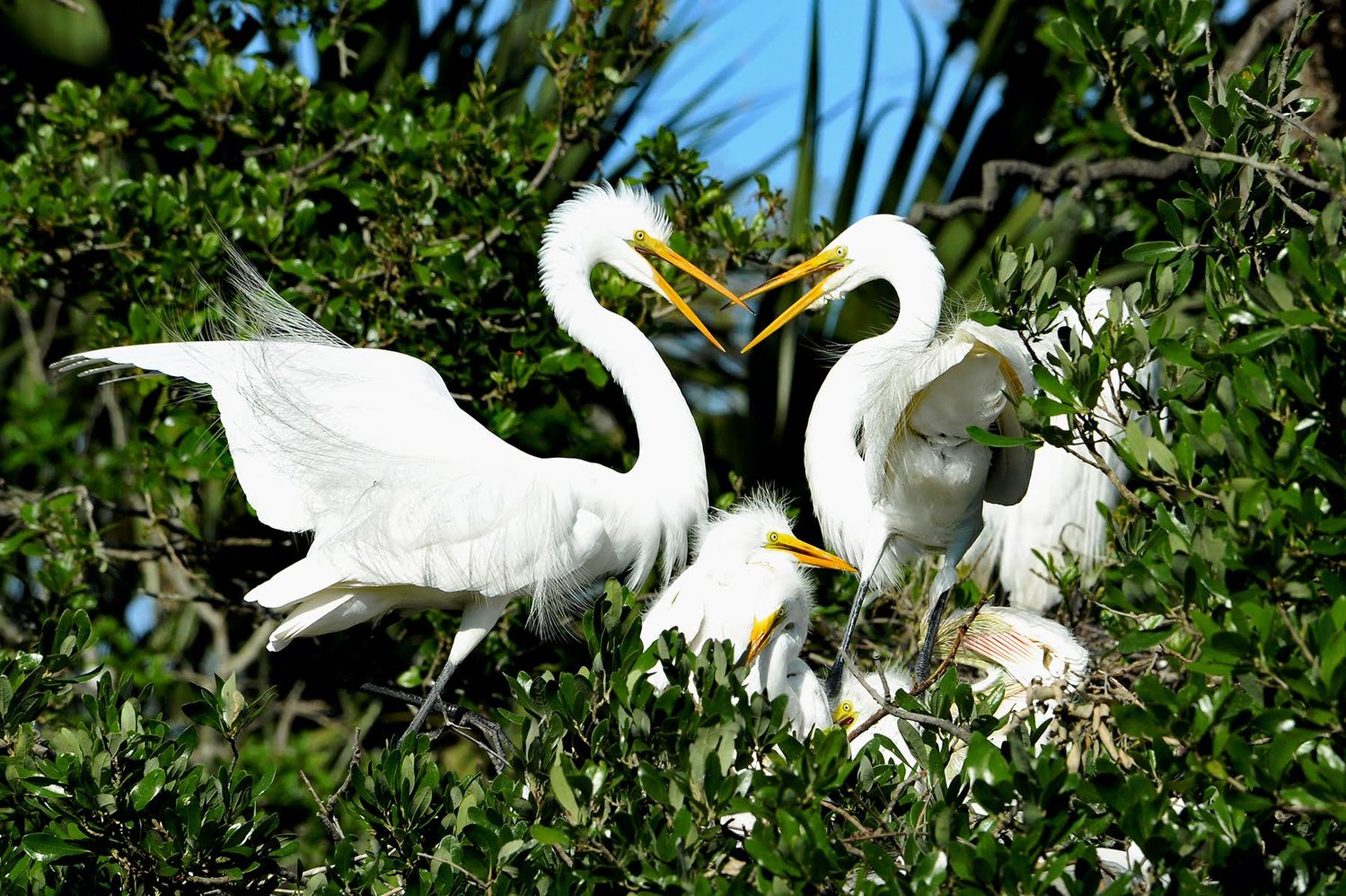 Great Egrets.