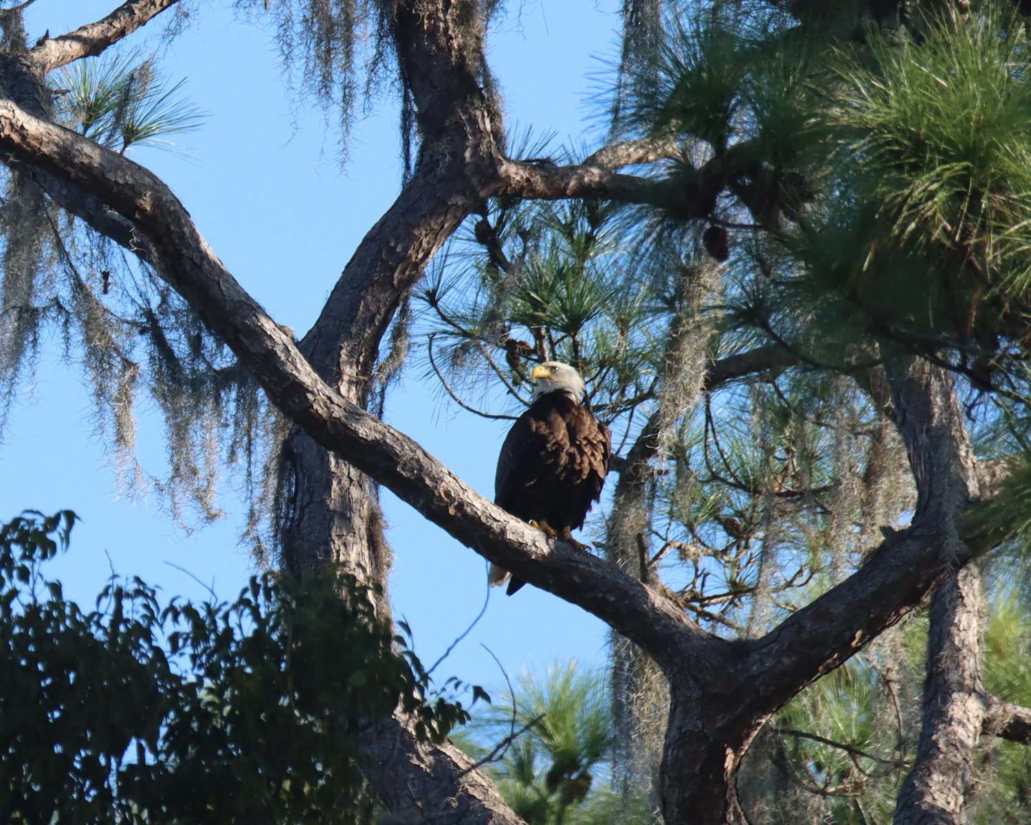 One of the nesting eagles near Lake Jovita in Pasco County.