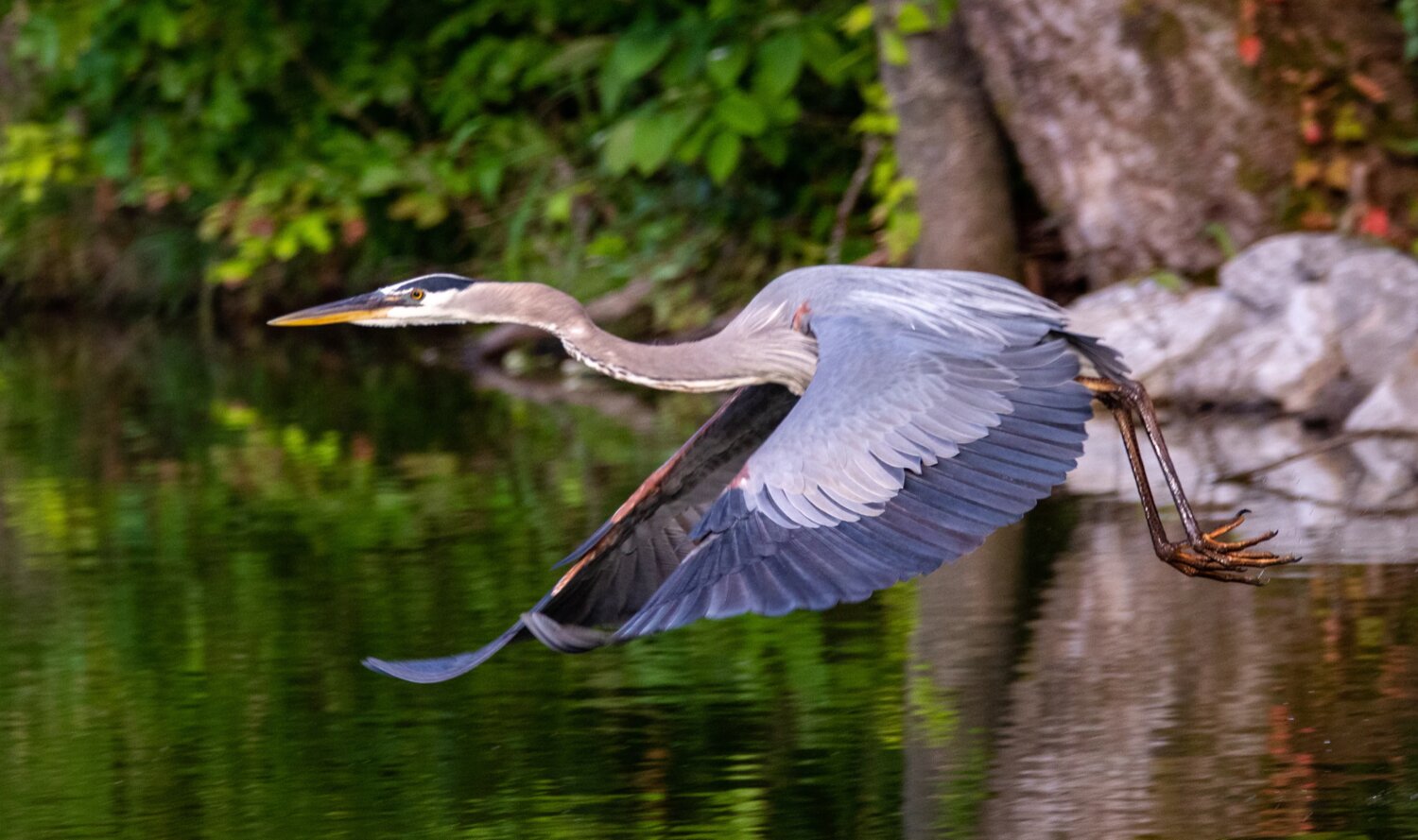 Ther Great Blue Heron.
