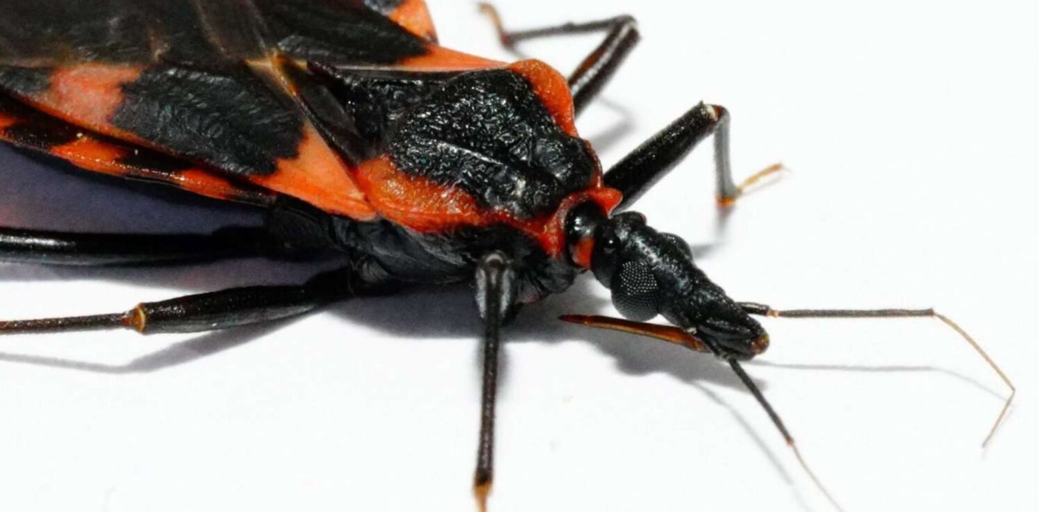 Kissing bugs have evolved to be experts at taking a blood meal. The insect inserts its needlelike proboscis into its host and injects anesthetic-like molecules, making the bite virtually painless. Kissing bugs also secrete proteins that dilate the vein and keep blood from coagulating. If undisturbed, they can feed for up to 10 minutes.