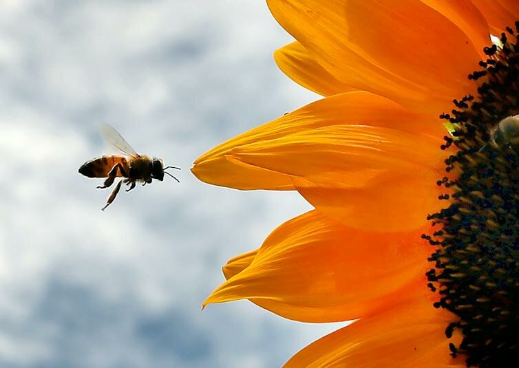 A honeybee approaches a sunflower at Wards Berry Farm in Sharon, Mass.