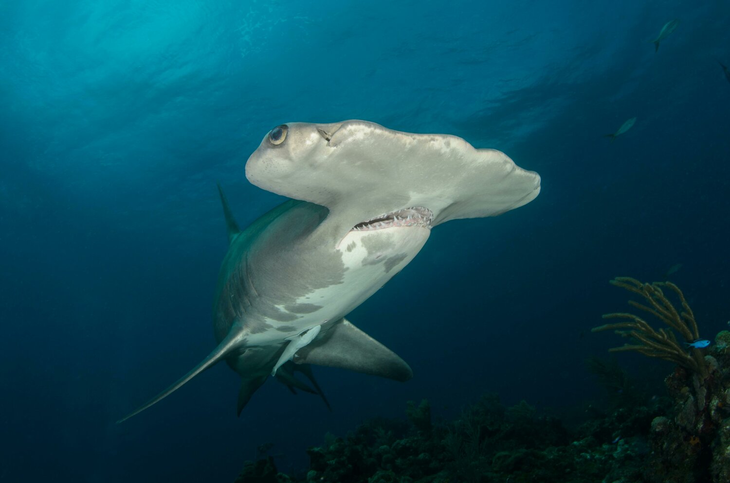 Hammerhead shark