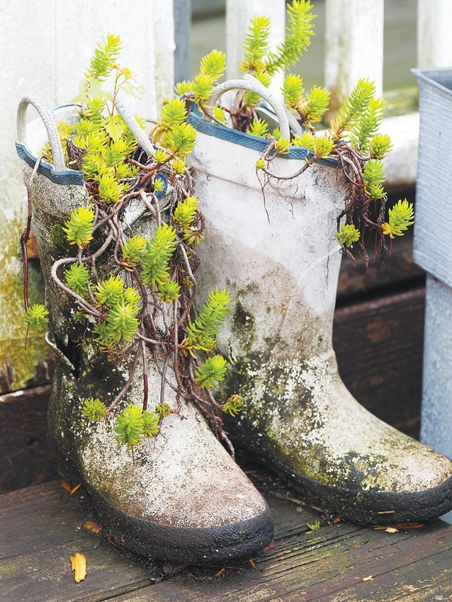 Stretch outside the norm by using different objects to host plants. Old worn out rain boots can make great garden containers.