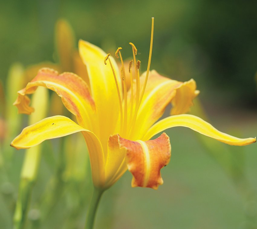 Late season blooming Daylilies can also come in more muted tones like this one with burnt orange on yellow.