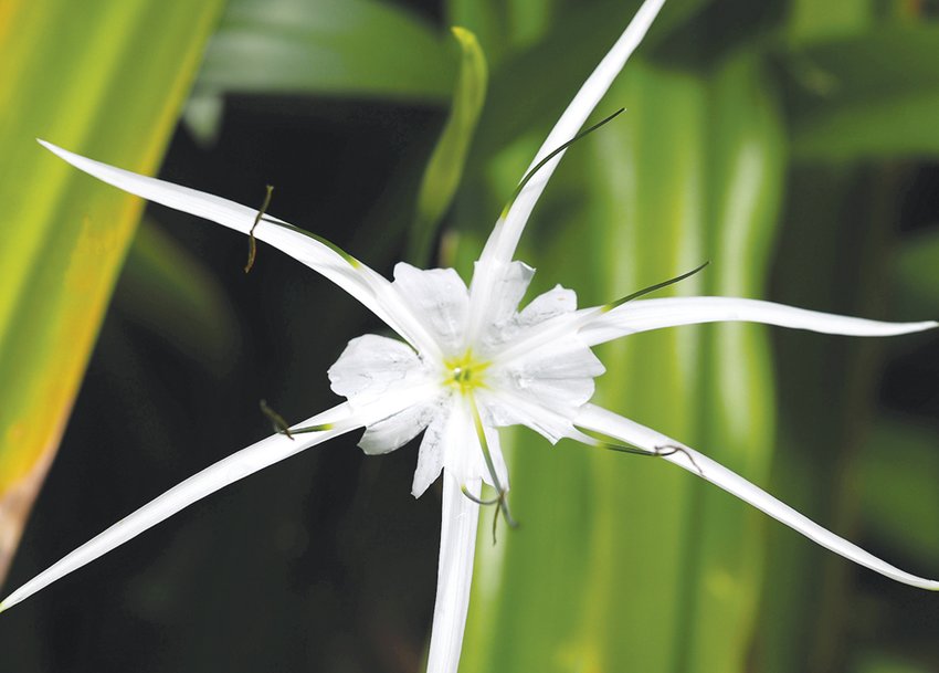 The striking Spider Liliy, also known as Hymenocallis, lovely and unique blooms offer something different for late summer gardens.