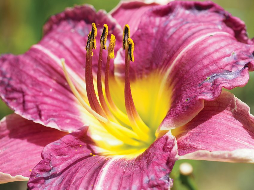 Late summer blooming Daylilies come in a host of colors, like this one with plum hues highlighted by vibrant yellow.
