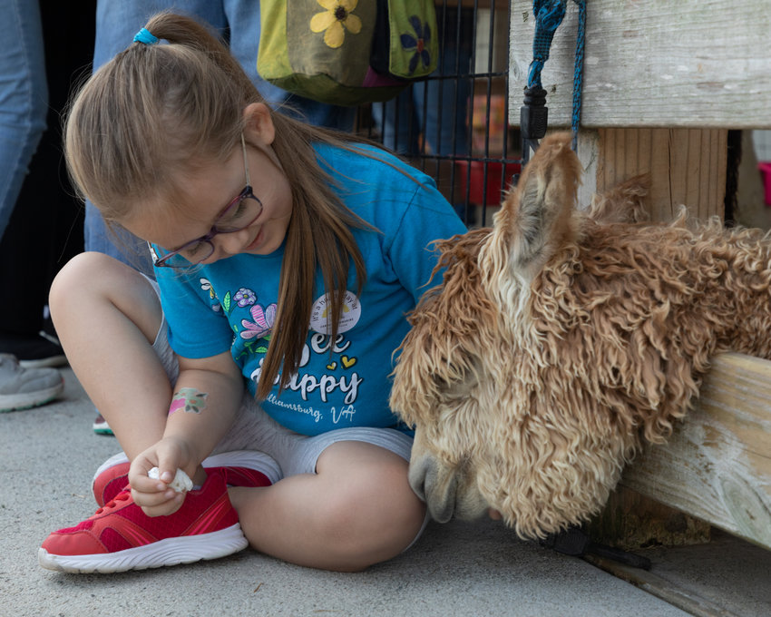 A visitor greets an alpaca during Carolina Sunshine Alpaca Farm's grand opening event.