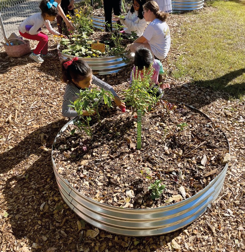 The "gardening gang" at North Chatham Elementary has formed bonds between students regardless of age, gender or language barriers.