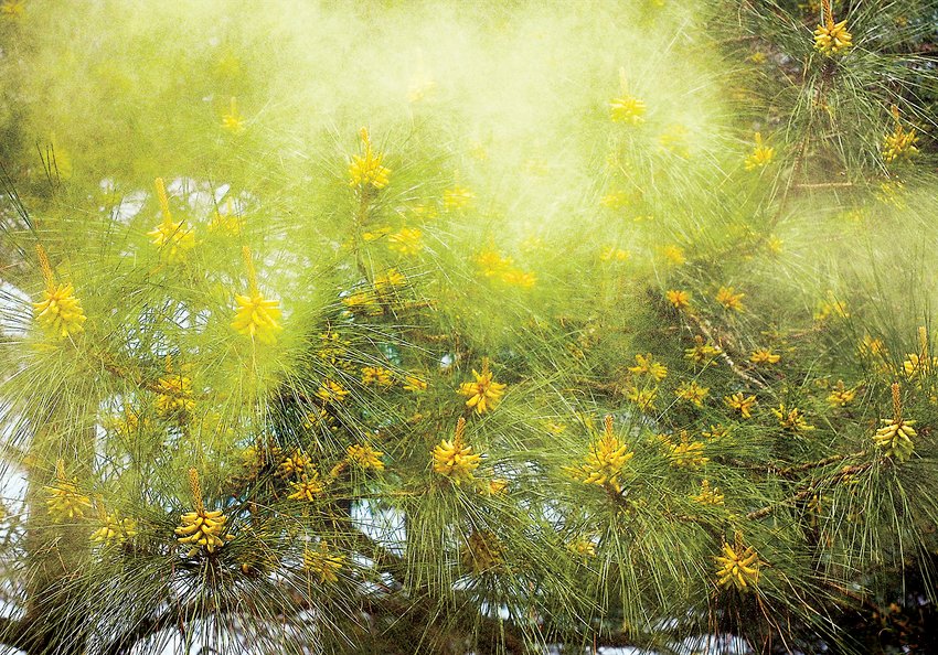 When Will the Yellow Pine Pollen Begin?