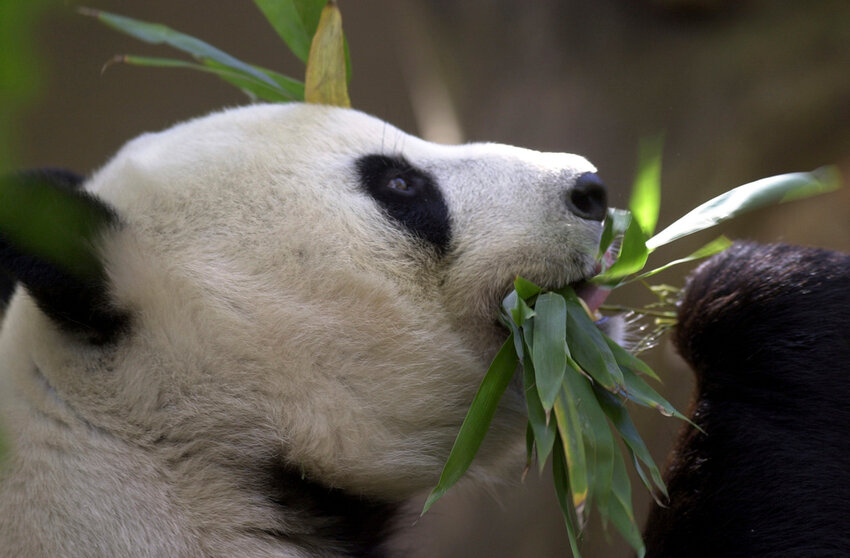Bai Yun, the mother of newly named panda cub, Mei Sheng, gets a mouthful of bamboo during the cub's first day on display at the San Diego Zoo on Dec. 17, 2003. (AP Photo/Lenny Ignelzi,File)