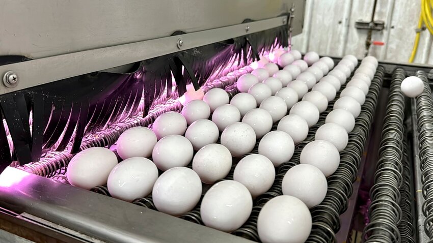 Eggs are cleaned and disinfected at the Sunrise Farms processing plant in Petaluma, Calif., on Thursday, Jan. 11, 2024, which had seen an outbreak of avian flu. (AP Photo/Terry Chea, File)