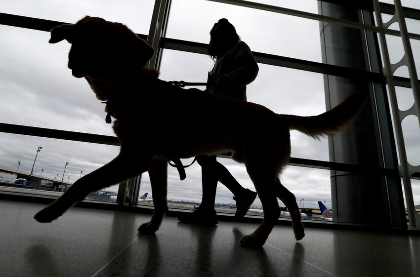 A trainer walks with a service dog through the Terminal C at Newark Liberty International Airport during a training exercise, April 1, 2017, in Newark, N.J. (AP Photo/Julio Cortez, File)