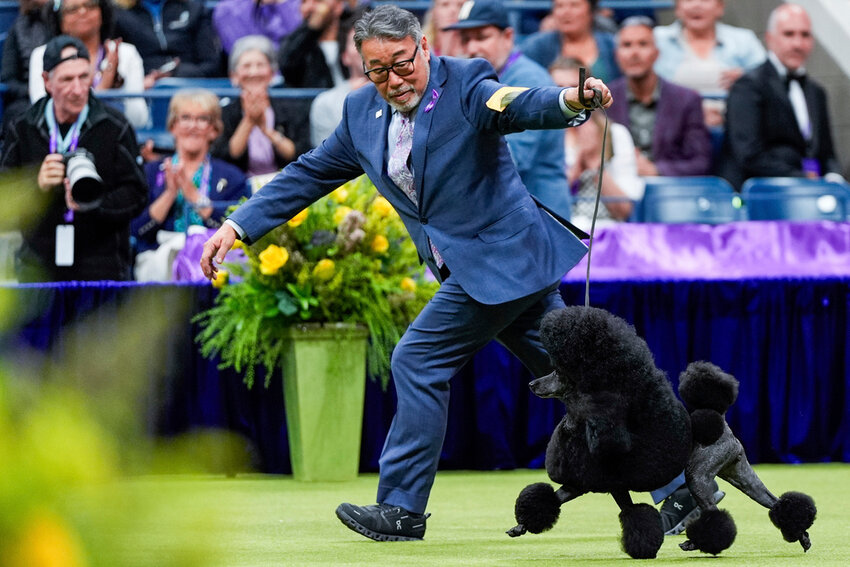 Sage, a miniature poodle, competes with handler Kaz Hosaka in the best-in-show competition during the 148th Westminster Kennel Club Dog show, Tuesday, May 14, 2024, at the USTA Billie Jean King National Tennis Center in New York. (AP Photo/Julia Nikhinson)