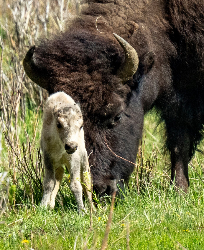 A rare  white buffalo calf, reportedly born in Yellowstone National Park's Lamar Valley, is shown on June 4, 2024, in Wyo. The birth fulfills a Lakota prophecy that portends better times, according to members of the American Indian tribe who cautioned that it’s also a warning more must be done to protect the earth and its animals. (Erin Braaten/Dancing Aspens Photography via AP).