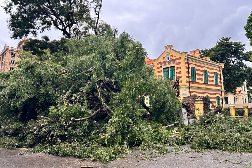 A tree uprooted by Typhoon Yagi lies on a road in Hanoi, Vietnam, Sunday, Sept. 8, 2024. (AP Photo/Aniruddha Ghosal)