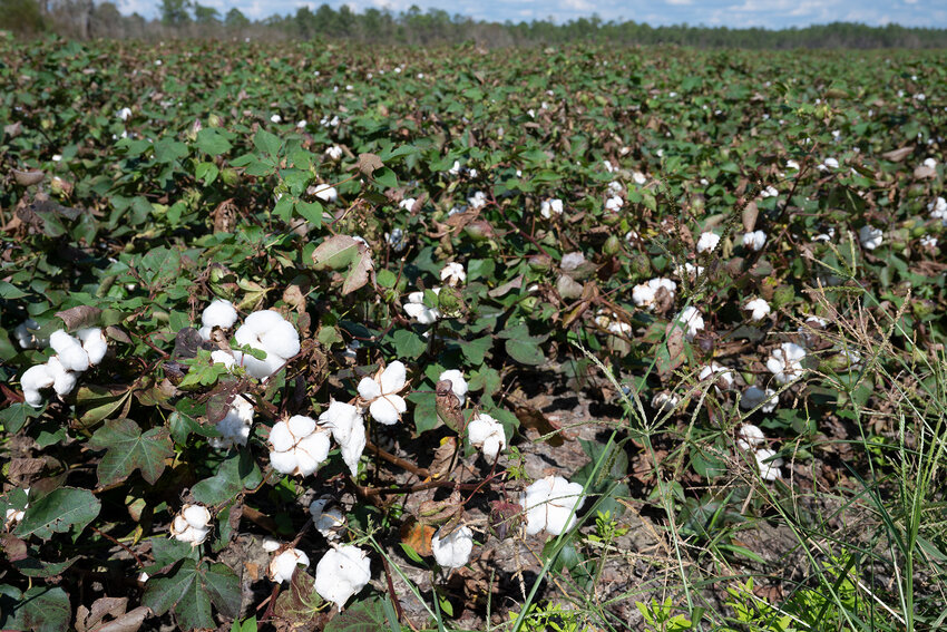 Cotton grows on a farm near Nashville, Ga., Oct. 9, 2024. (Index/Henry Durand)