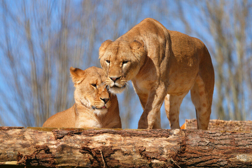 After being rescued from Ukraine, lion sisters Amani and Lira settle into their new home at The Big Cat Sanctuary near Ashford in Kent, England, Thursday, March 20, 2025. (AP Photo/Kirsty Wigglesworth)