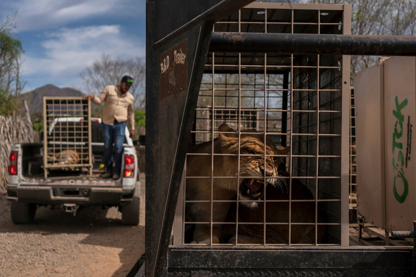 A lion sits in a cage waiting to be transported to Mazatlan at the Ostok Sanctuary, on the outskirts of Culiacan, Mexico, Tuesday, May 20, 2025. (AP Photo/Felix Marquez)
