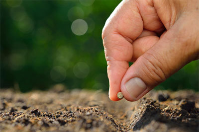 A seed either lives or dies, depending on the soil it enters, writes Pastor Rick Statham. GETTY IMAGES