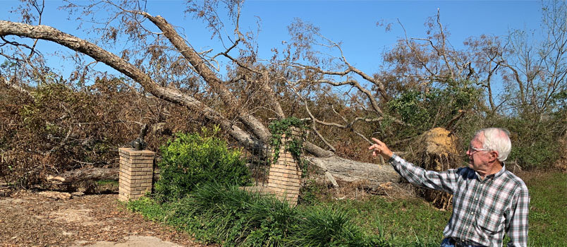 Jackie Frith surveys some of the 600 century-old pecan trees he lost overnight in the eye of the hurricane.  JOE WESTBURY/Index