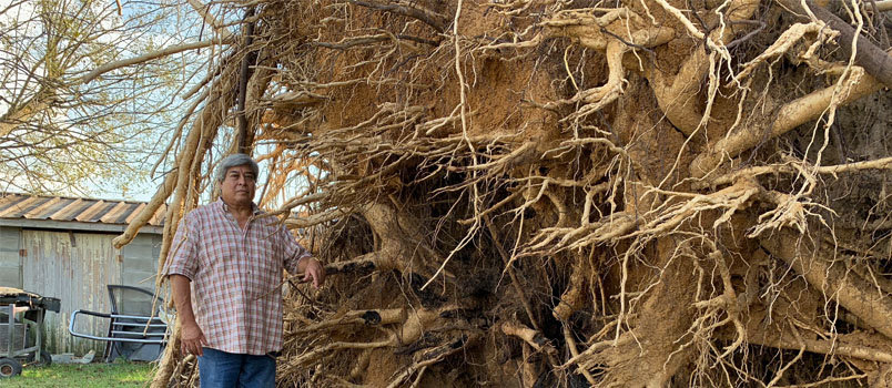 Carlos Aguilar and his wife, Nell, was unable to flee the storm due to her being bed-ridden. He stands next the roots of the massive tree which narrowly missed them when it crashed into their home.  JOE WESTBURY/Index