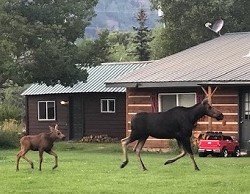 A moose and her calf saunter across campus, a common sight for local staff. (Photo/Elaine Dunahoo)
