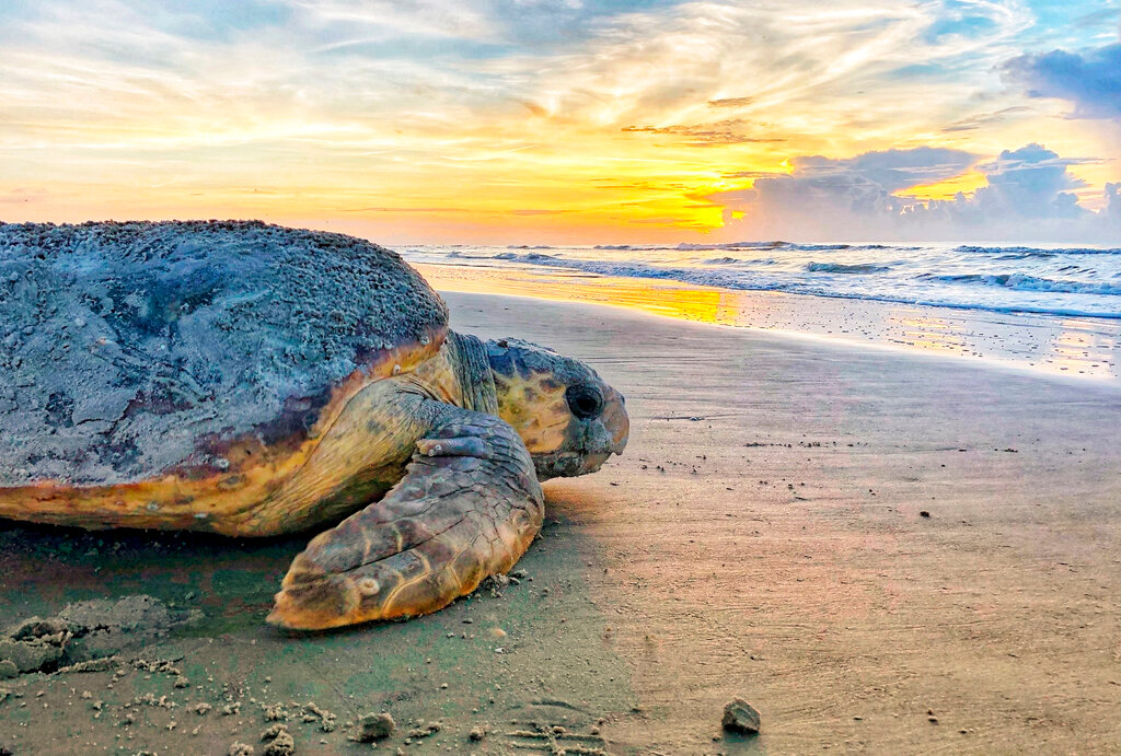 A loggerhead sea turtle returns to the ocean after nesting on Ossabaw Island, Ga., in June 2019. Wildlife officials in Georgia and South Carolina report finding dozens of nests since May 1, considered the unofficial start of the sea turtle nesting season. (Georgia Department of Natural Resources via AP)