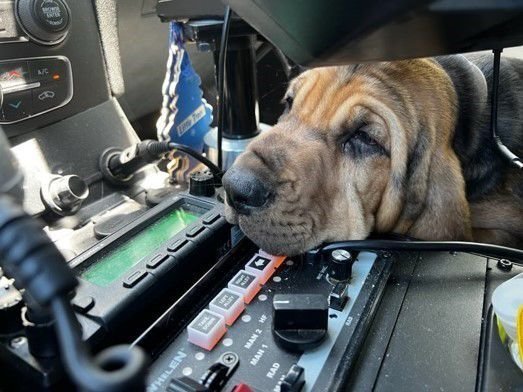 Chief, a purebred bloodhound, has joined the Glynn County Police Department team. (Handout photo)