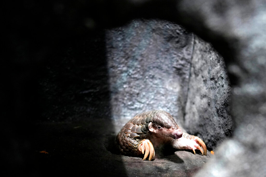 A Chinese pangolin is seen in its enclosure at the zoo in Prague, Czech Republic, Thursday, May 19, 2022. (AP Photo/Petr David Josek)