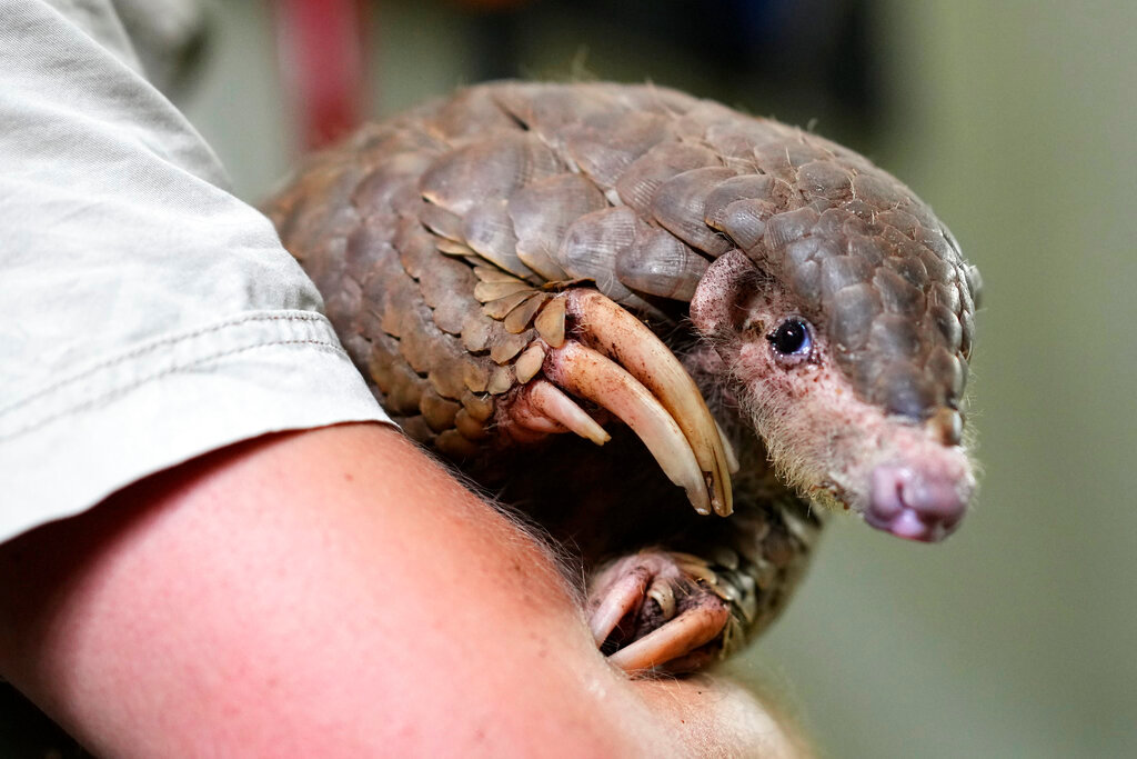 A keeper holds a Chinese pangolin in its enclosure at the zoo in Prague, Czech Republic, Thursday, May 19, 2022. (AP Photo/Petr David Josek)