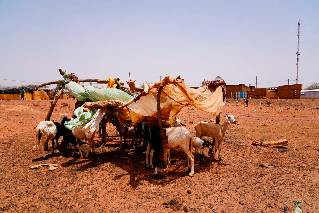 Livestock looks for shade in Djibo, Burkina Faso, Thursday May 26, 2022. (AP Photo/Sam Mednick)