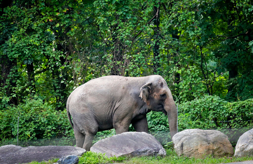 Bronx Zoo elephant "Happy" strolls inside the zoo's Asia Habitat in New York on Oct. 2, 2018. (AP Photo/Bebeto Matthews, File)
