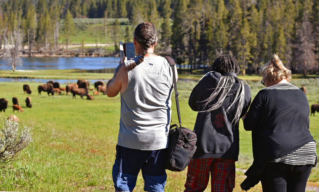 Visitors take pictures of a bison herd in the Hayden Valley, Wednesday, June 22, 2022, in Yellowstone National Park, Wyo. (AP Photo/Matthew Brown)