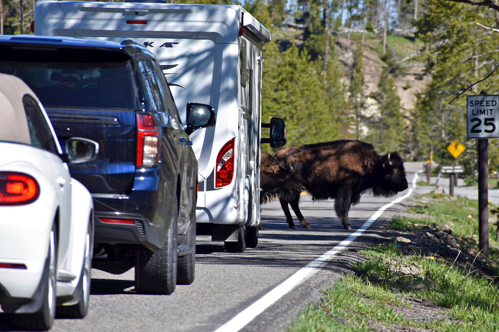A "bison jam" of backed up traffic waiting for bison to cross the road is seen in the Hayden Valley, Wednesday, June 22, 2022, in Yellowstone National Park, Wyo. (AP Photo/Matthew Brown)