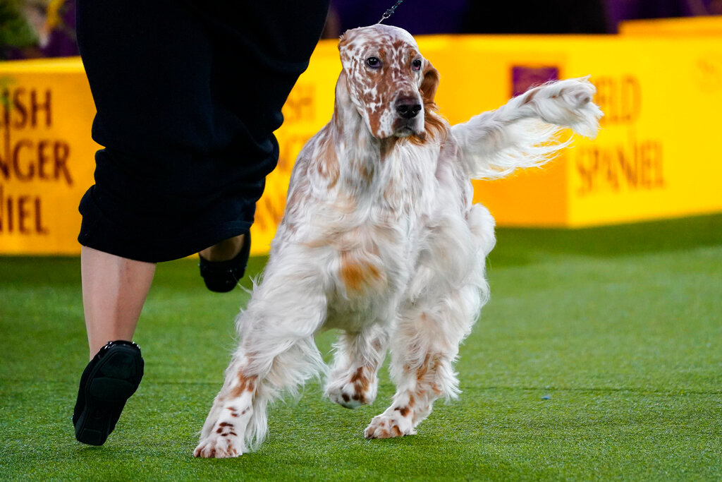 Belle, an English setter, competes in the sporting group at the 146th Westminster Kennel Club Dog Show, Wednesday, June 22, 2022, in Tarrytown, N.Y. Belle won the group. (AP Photo/Frank Franklin II)