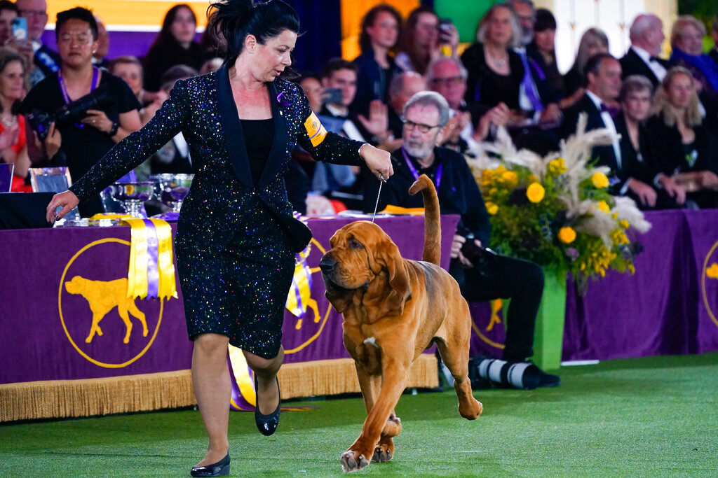 Trumpet, a bloodhound, competes for Best in Show at the 146th Westminster Kennel Club Dog Show, Wednesday, June 22, 2022, in Tarrytown, N.Y. Trumpet won the title. (AP Photo/Frank Franklin II)