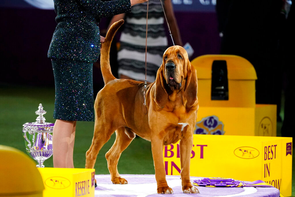 Trumpet, a bloodhound, poses for photographs after winning Best in Show at the 146th Westminster Kennel Club Dog Show Wednesday, June 22, 2022, in Tarrytown, N.Y. (AP Photo/Frank Franklin II)