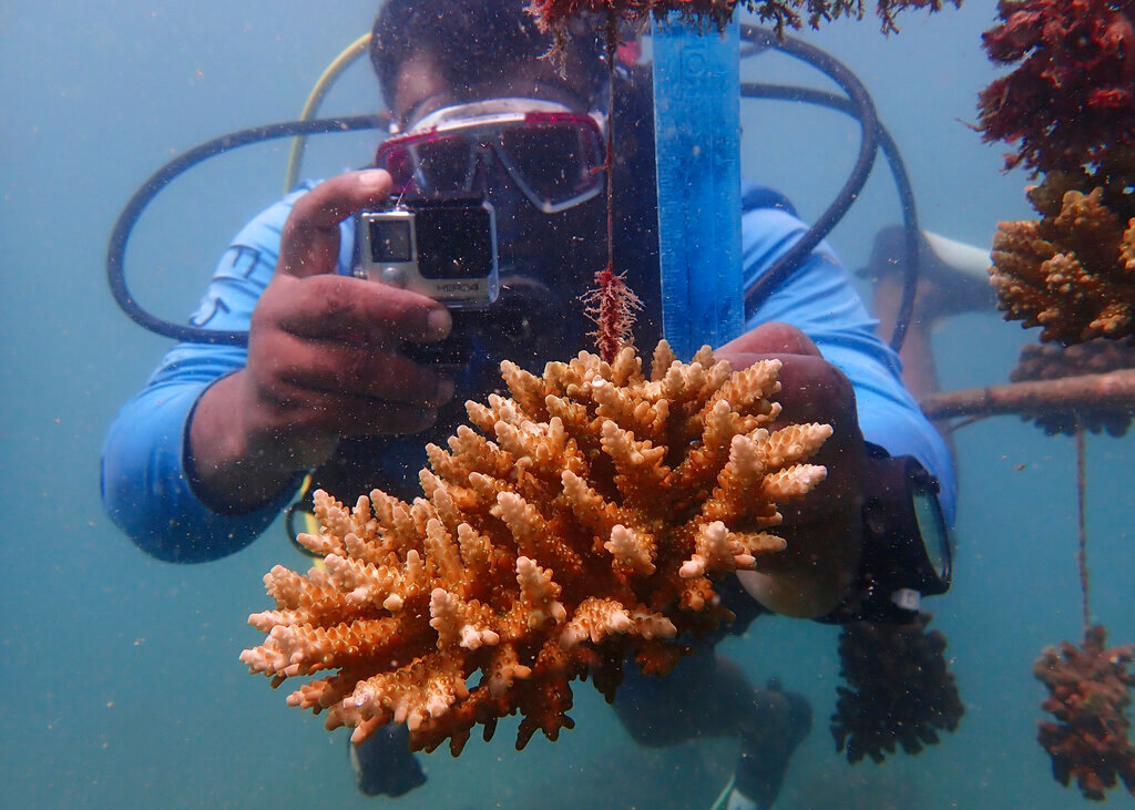 Coral reef restoration ranger Yatin Patel measures an artificial reef structure in the Indian Ocean near Shimoni, Kenya on Monday, June 13, 2022. (AP Photo/Brian Inganga)