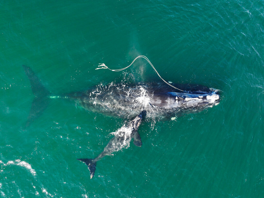 An endangered North Atlantic right whale entangled in fishing rope is sighted on Dec. 2, 2021, with a newborn calf in waters near Cumberland Island, Ga.  (Georgia Department of Natural Resources via AP, File)