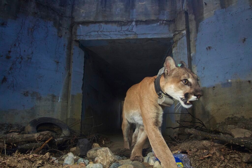 Adult male mountain lion P-64 walks out of a tunnel at Santa Monica Mountains National Recreation Area on May 22, 2018. (National Park Service via AP)