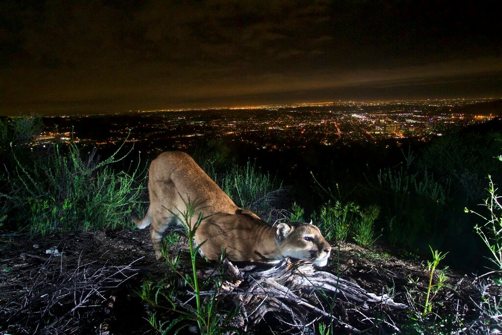 This uncollared adult female mountain lion is seen "cheek-rubbing," leaving her scent on a log in the Verdugo Mountains with Glendale and the skyscrapers of downtown Los Angeles. in the background on March 21, 2016. (National Park Service via AP)