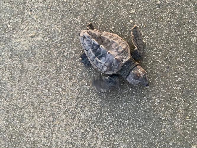 A sea turtle hatchling crawls across a St. Simons beach.